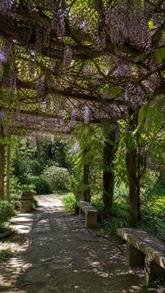 Living Pergola with Climbing Plants