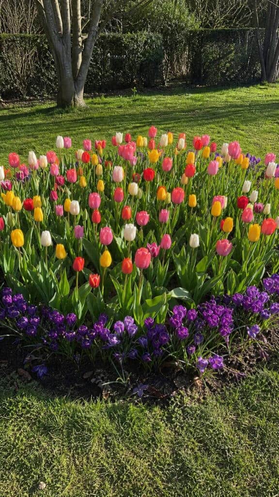 Seasonal Bulb Circle Showcase