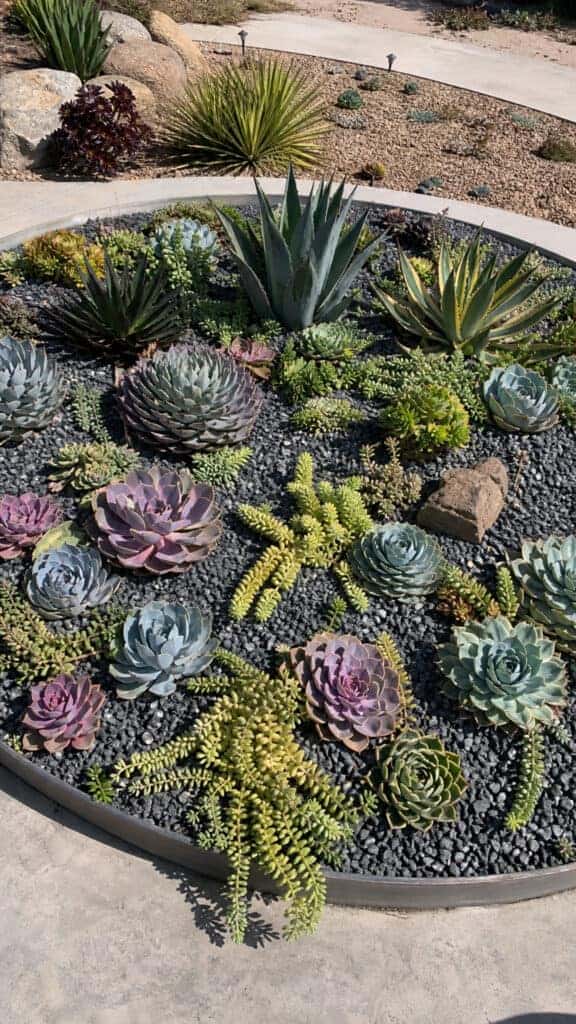 Succulent Circle for Low Maintenance
