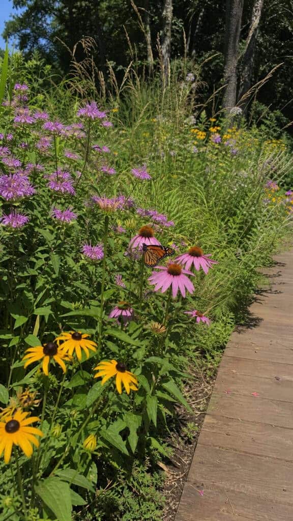 Native Plant Garden for Easy Care