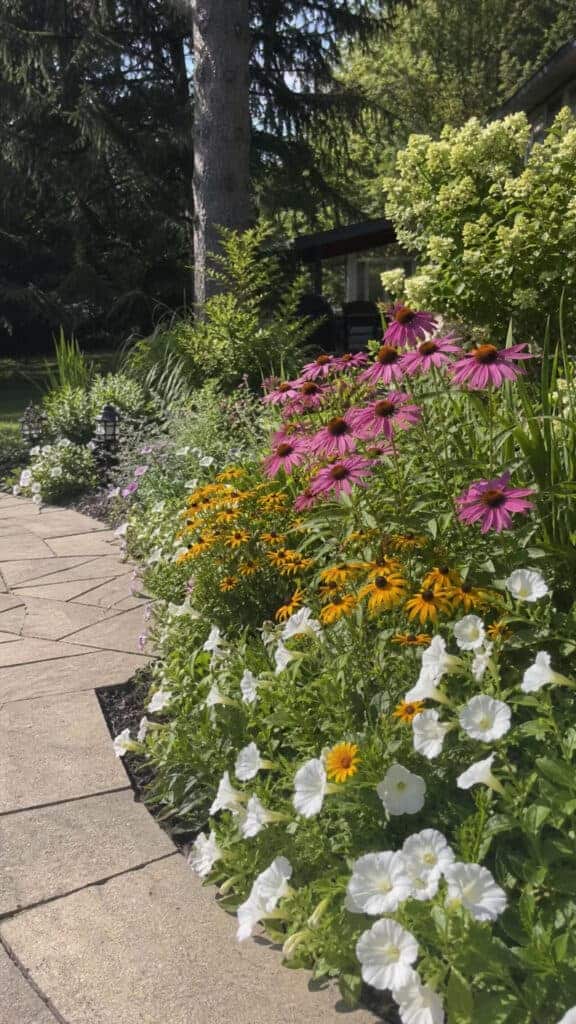 Curved Border Beds for Softening Straight Lines
