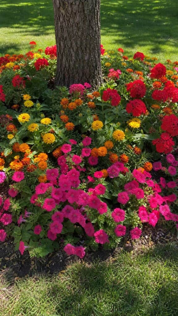Colorful Annual Explosion