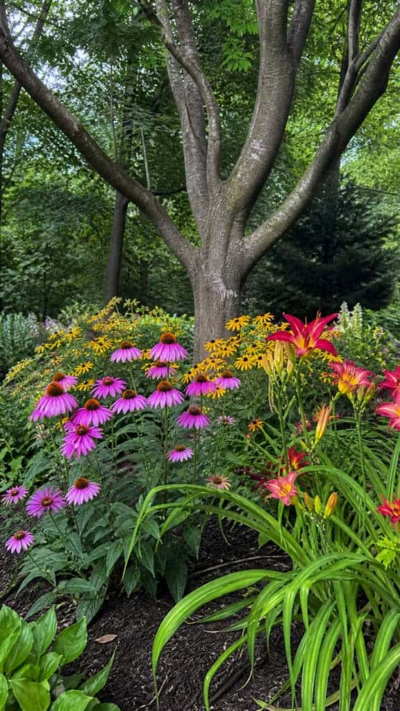 Mulch and Perennial Paradise