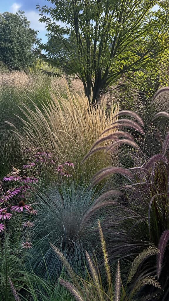 Ornamental Grass Border