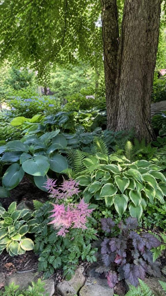 Shade Garden Sanctuary