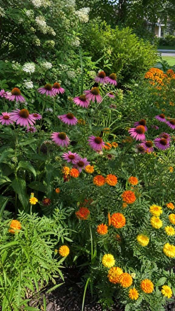 Mix Annuals and Perennials Strategically