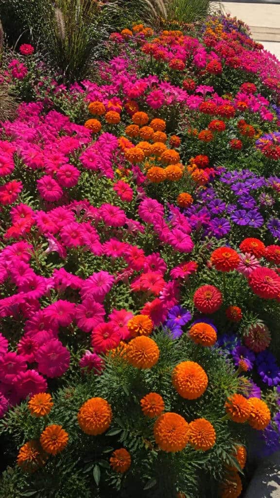 Colorful Annual Flower Displays