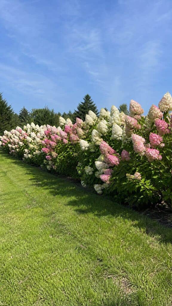 Border Hedge Hydrangea Flower Bed