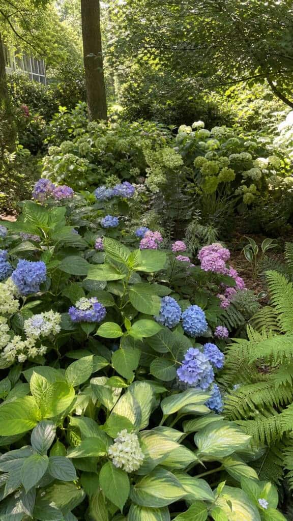 Cottage Garden Style with Mixed Hydrangeas