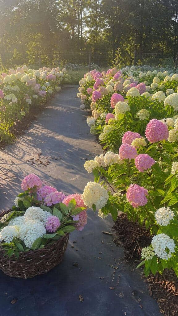 Cutting Garden Hydrangea Flower Bed