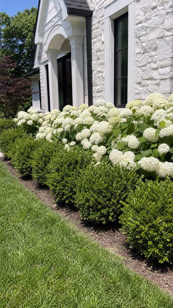 Foundation Planting Hydrangea Display