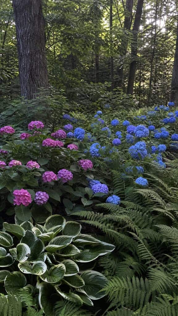 Shade Garden Hydrangea Sanctuary