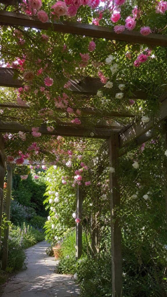 Classic Climbing Roses for Romantic Elegance