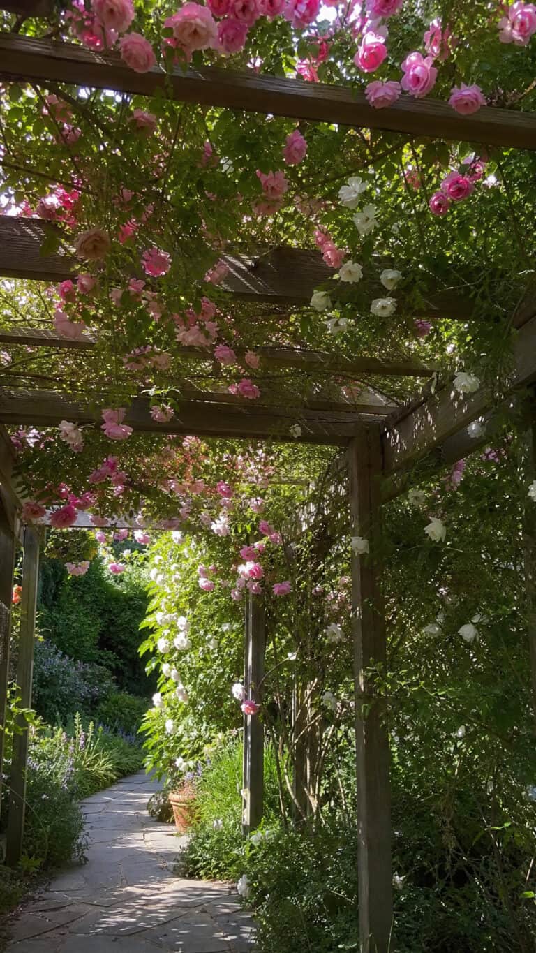 Classic Climbing Roses for Romantic Elegance