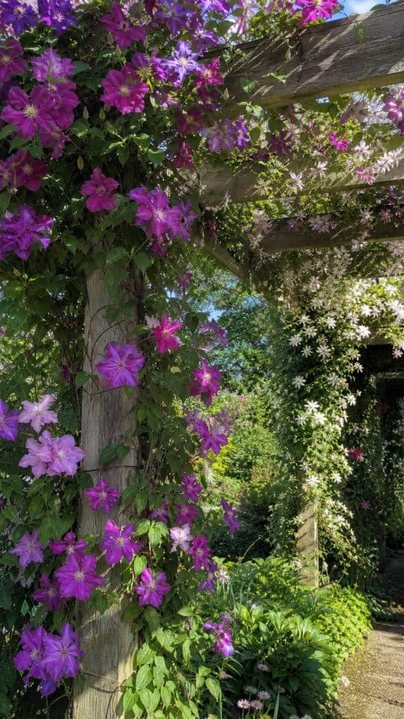 Clematis Varieties for Year-Round Color