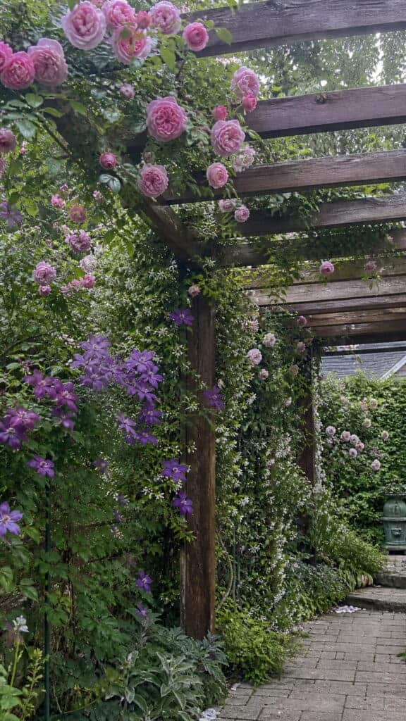 Creating Your Perfect Pergola Plant Combination