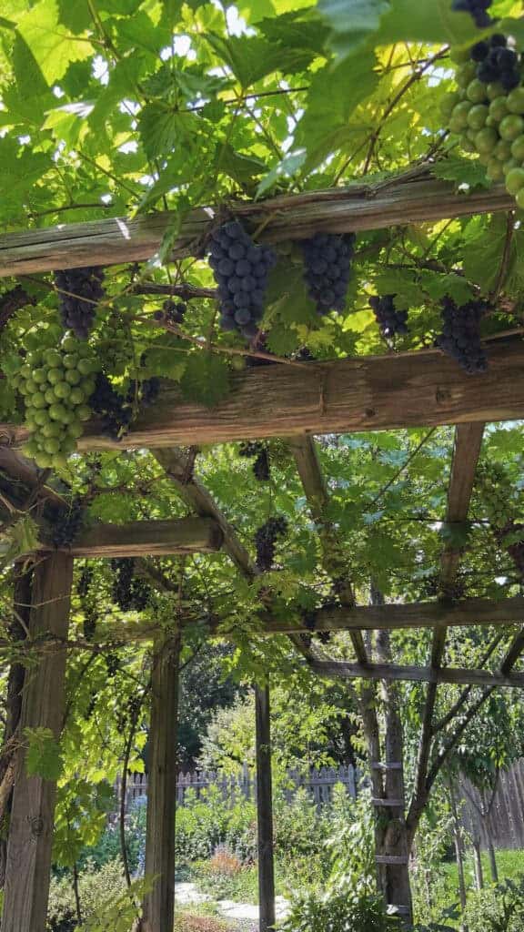 Edible Options: Grape Vines and Kiwi