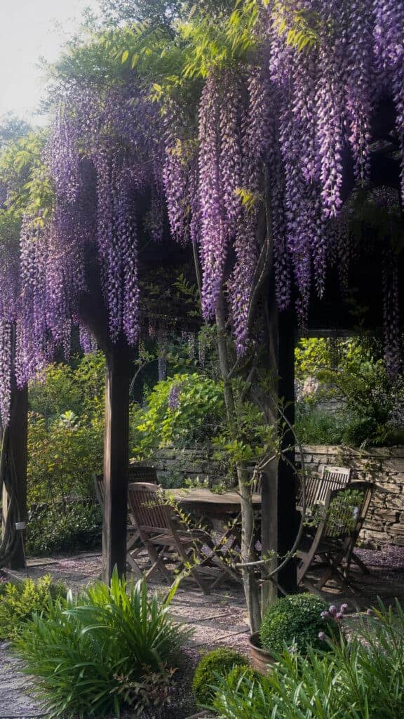 Fast-Growing Wisteria for Dramatic Impact