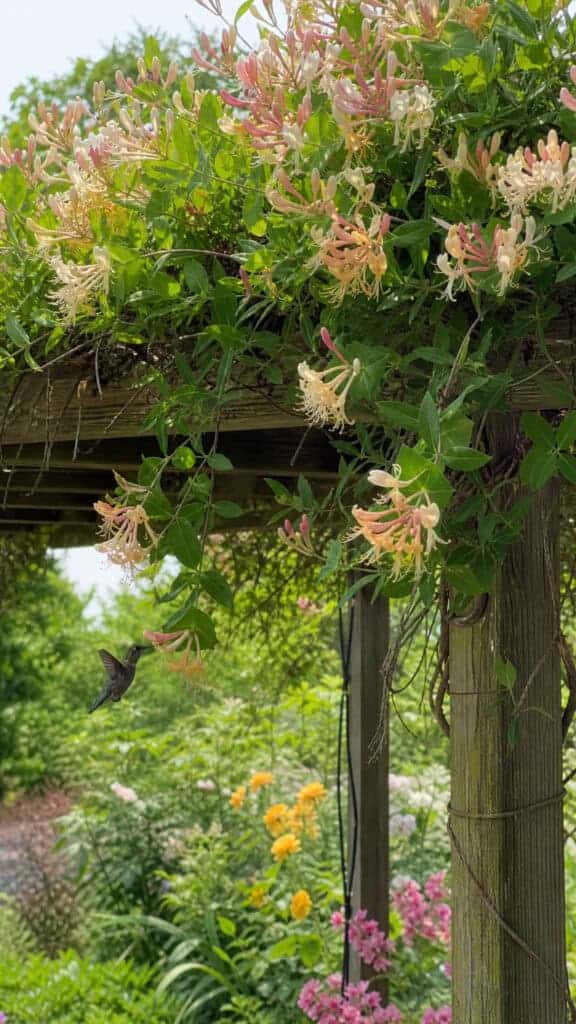 Low-Maintenance Honeysuckle for Busy Families