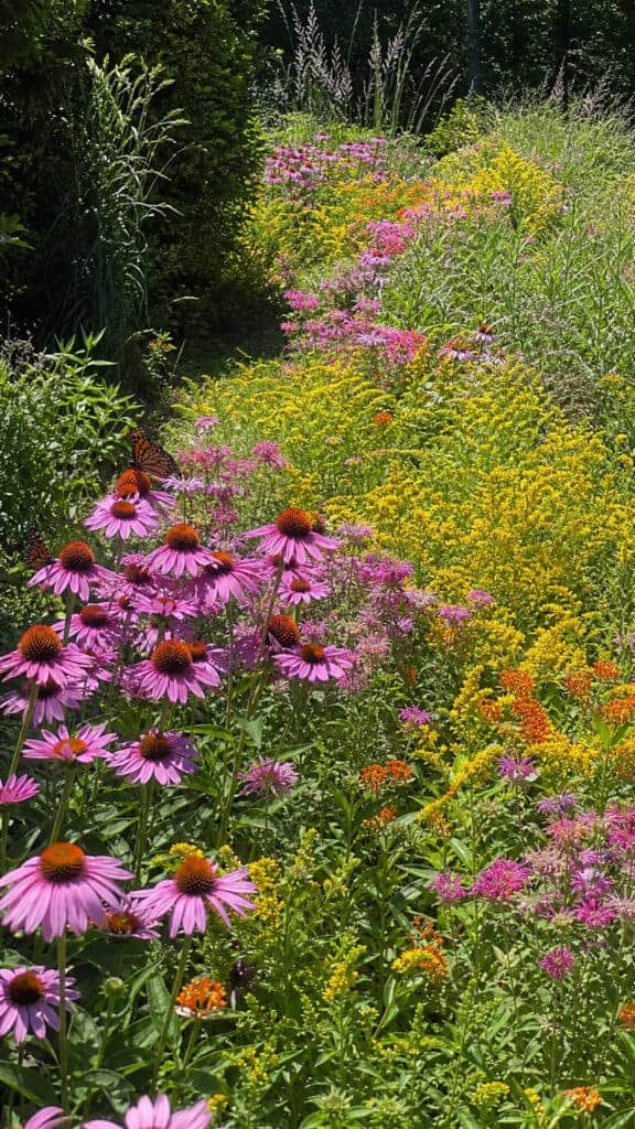 The Butterfly Highway