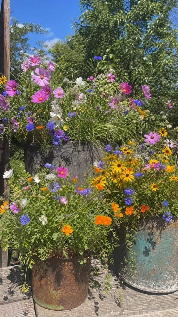 The Container Wild Garden