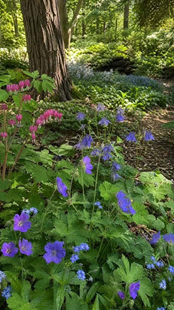 The Shady Wild Garden