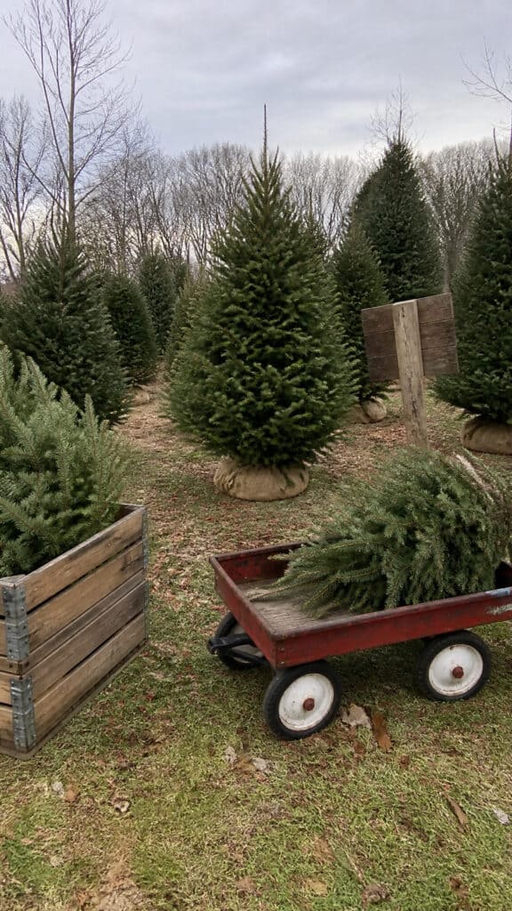 The Classic Christmas Tree Farm