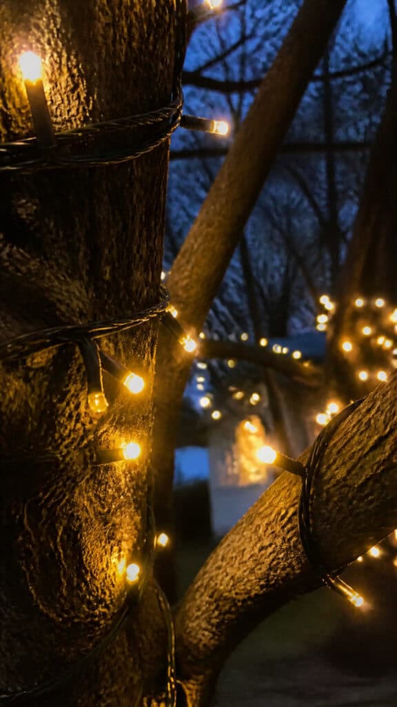 Choosing the Right Lights for Your Outdoor Trees