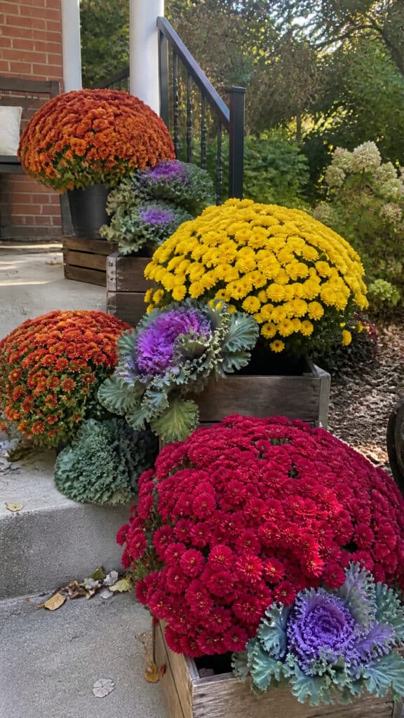 Mums and Fall Flowers for Natural Beauty