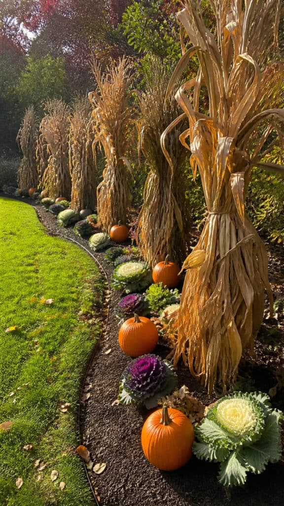 Corn Stalk Garden Border