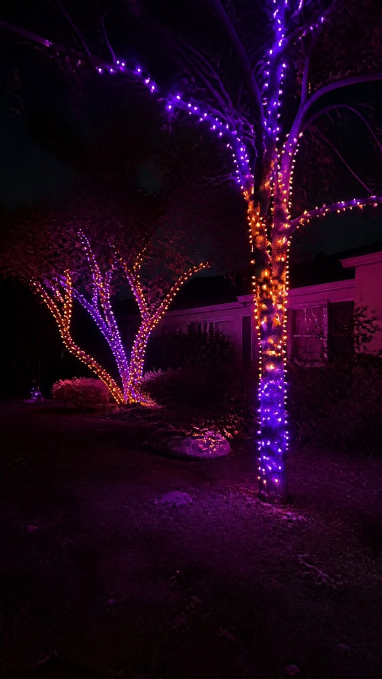 Purple and Orange String Lights Wrapped Around Trees