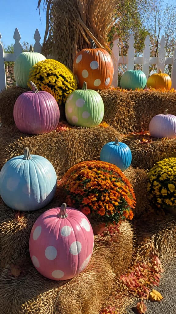 Pumpkin Patch Display